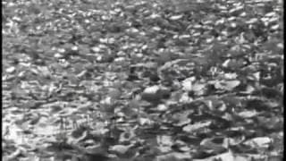 Pather Panchali  the rain scene